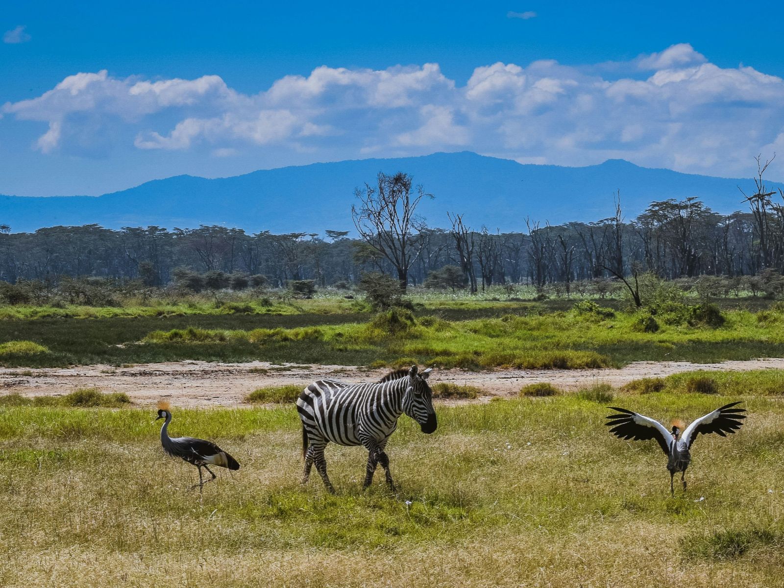 Rondreis Kenia, Lake Nakuru, excursie wandel of fietstocht prive conservancy bij Mbweha, zebra met landschap op achtergrond