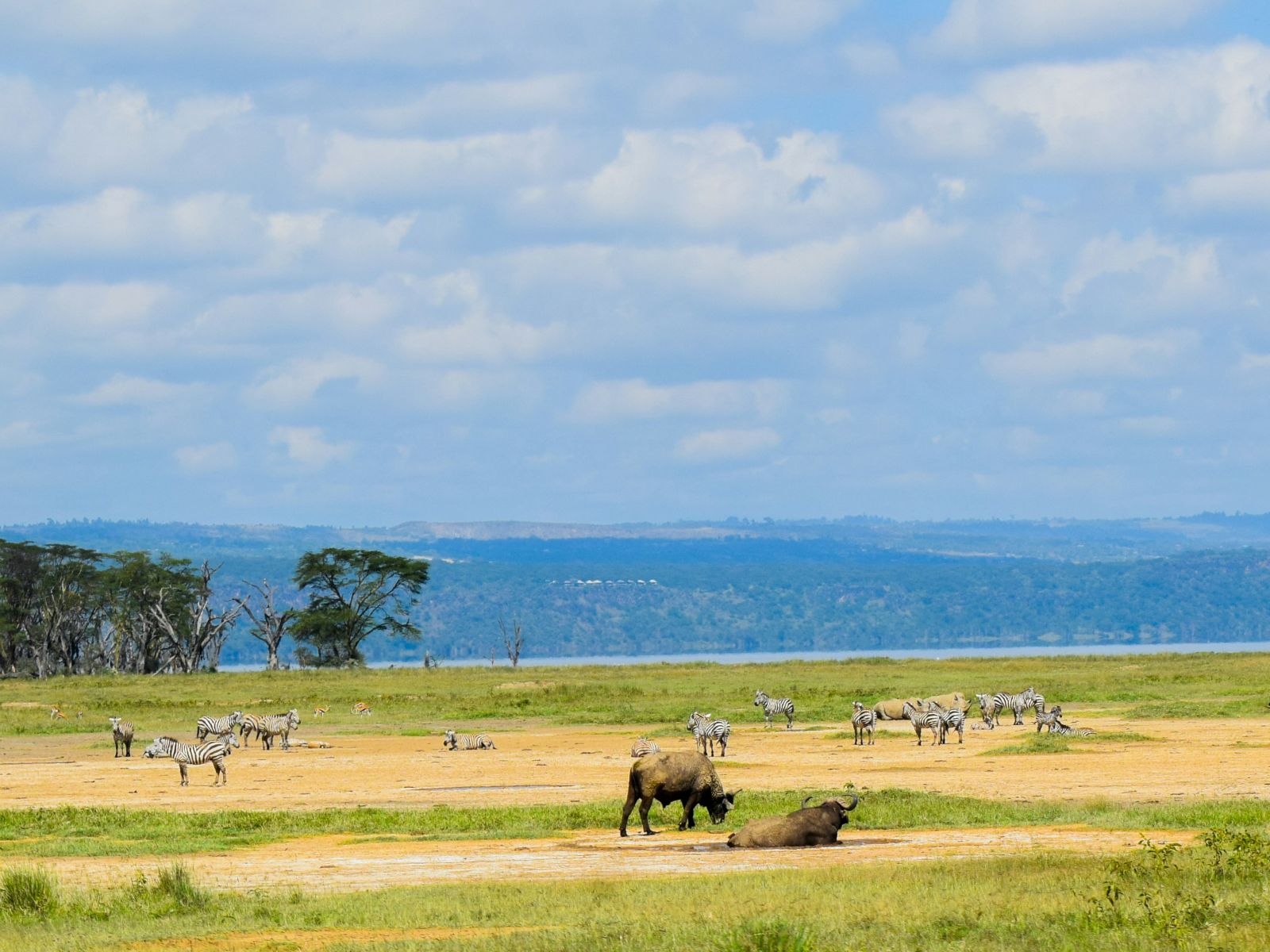 Rondreis Kenia, Lake Nakuru, excursie wandel of fietstocht prive conservancy bij Mbweha, zebra's op de vlakte