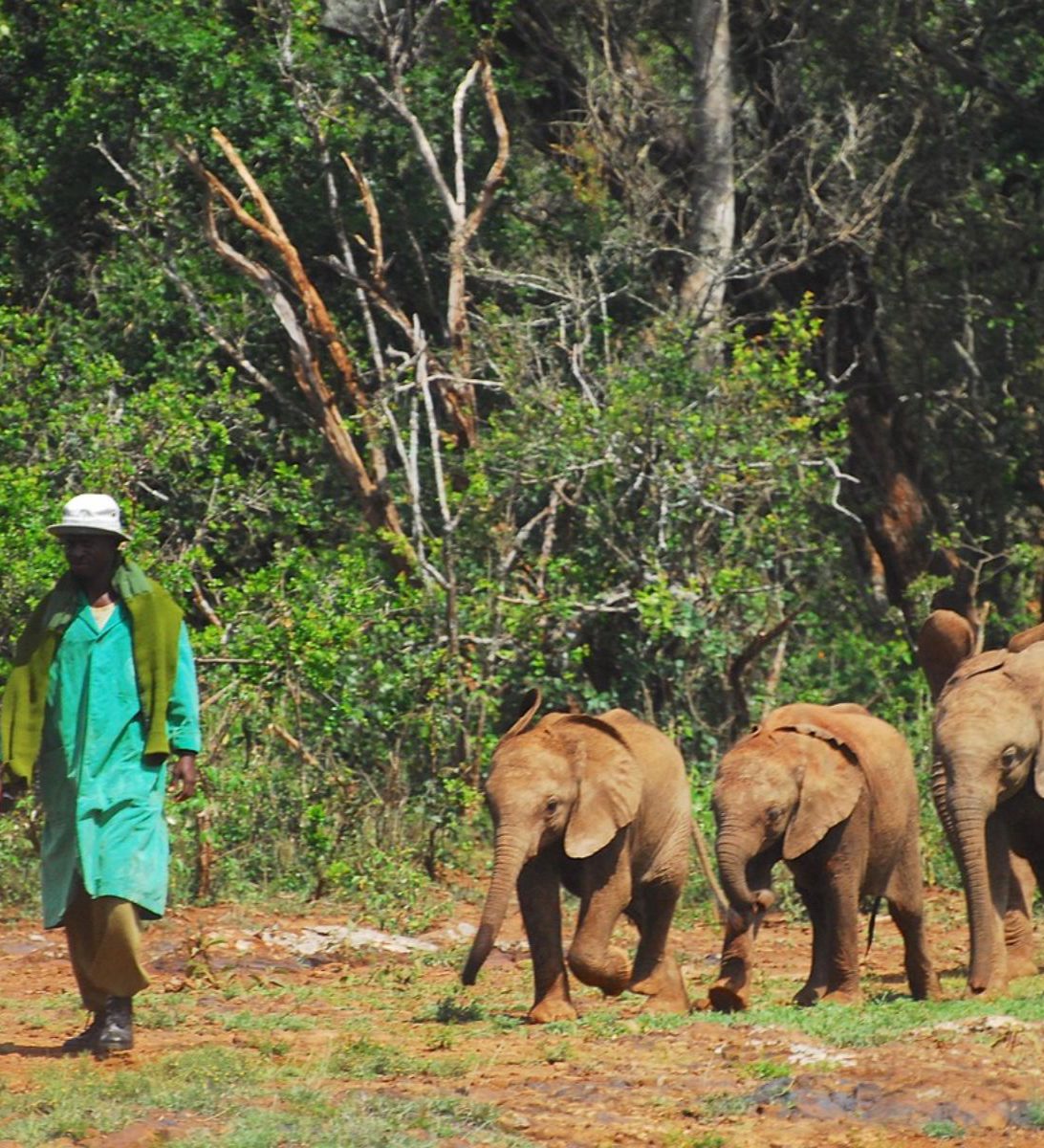 Rondreis Kenia, Samburu, excursie bezoek aan Reteti Elephant Orphanage, begeleider met baby olifantjes