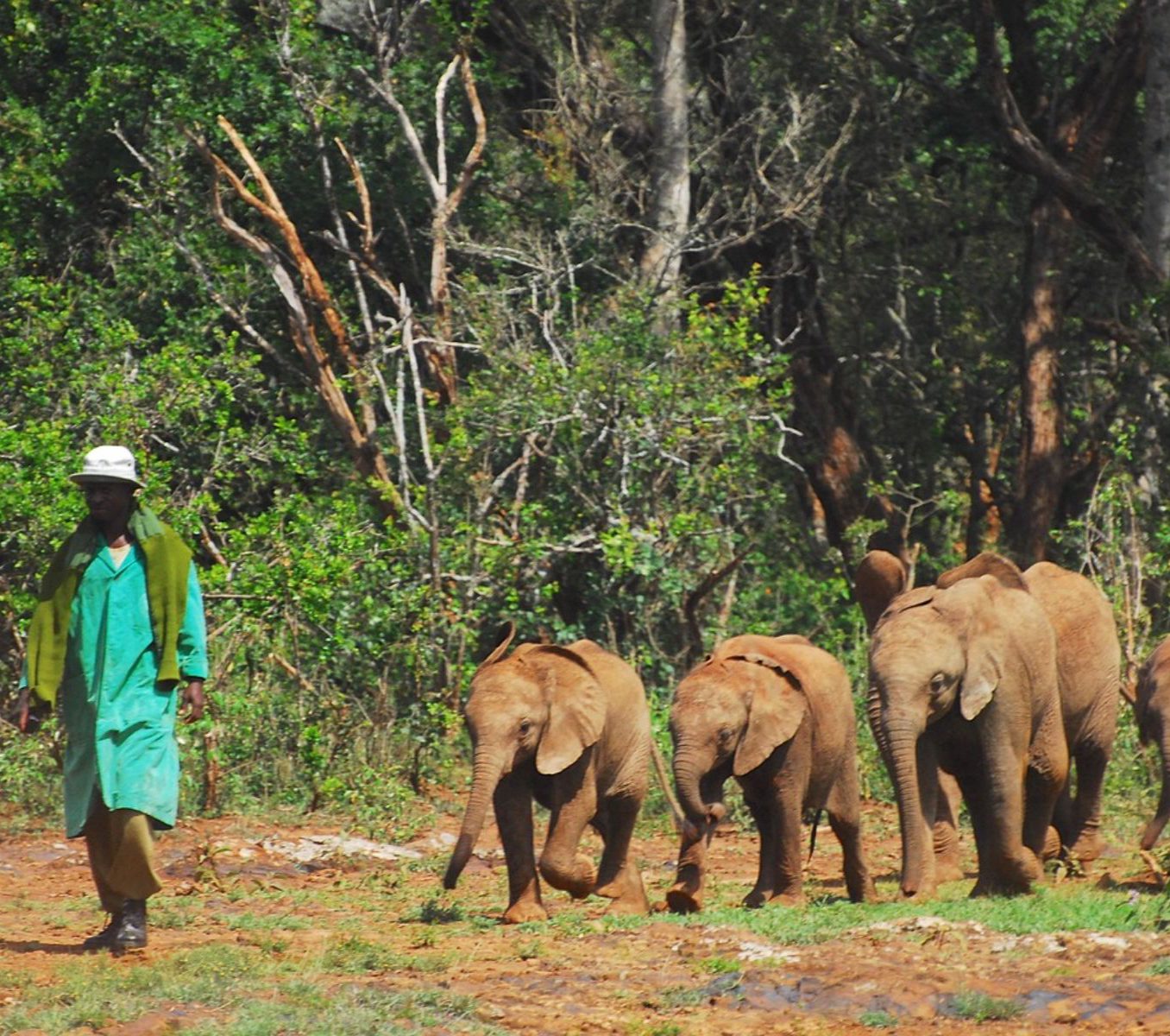 Rondreis Kenia, Samburu, excursie bezoek aan Reteti Elephant Orphanage, begeleider met baby olifantjes