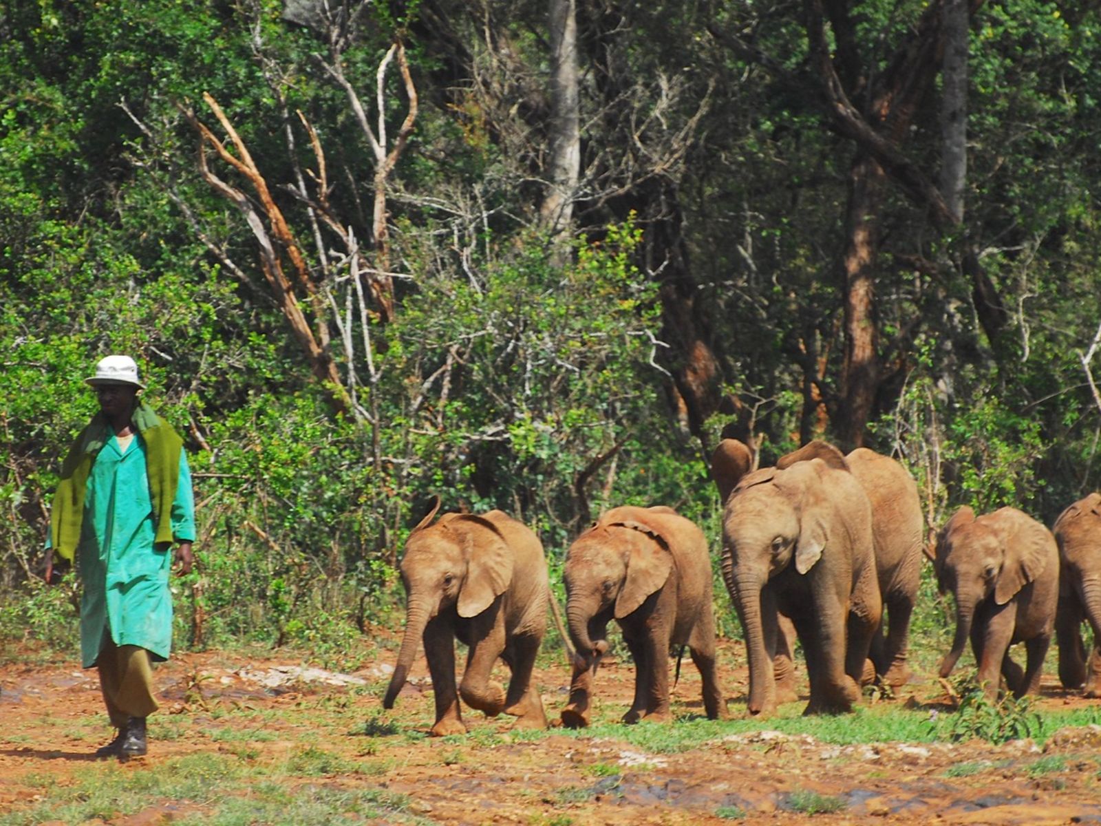 Rondreis Kenia, Samburu, excursie bezoek aan Reteti Elephant Orphanage, begeleider met baby olifantjes