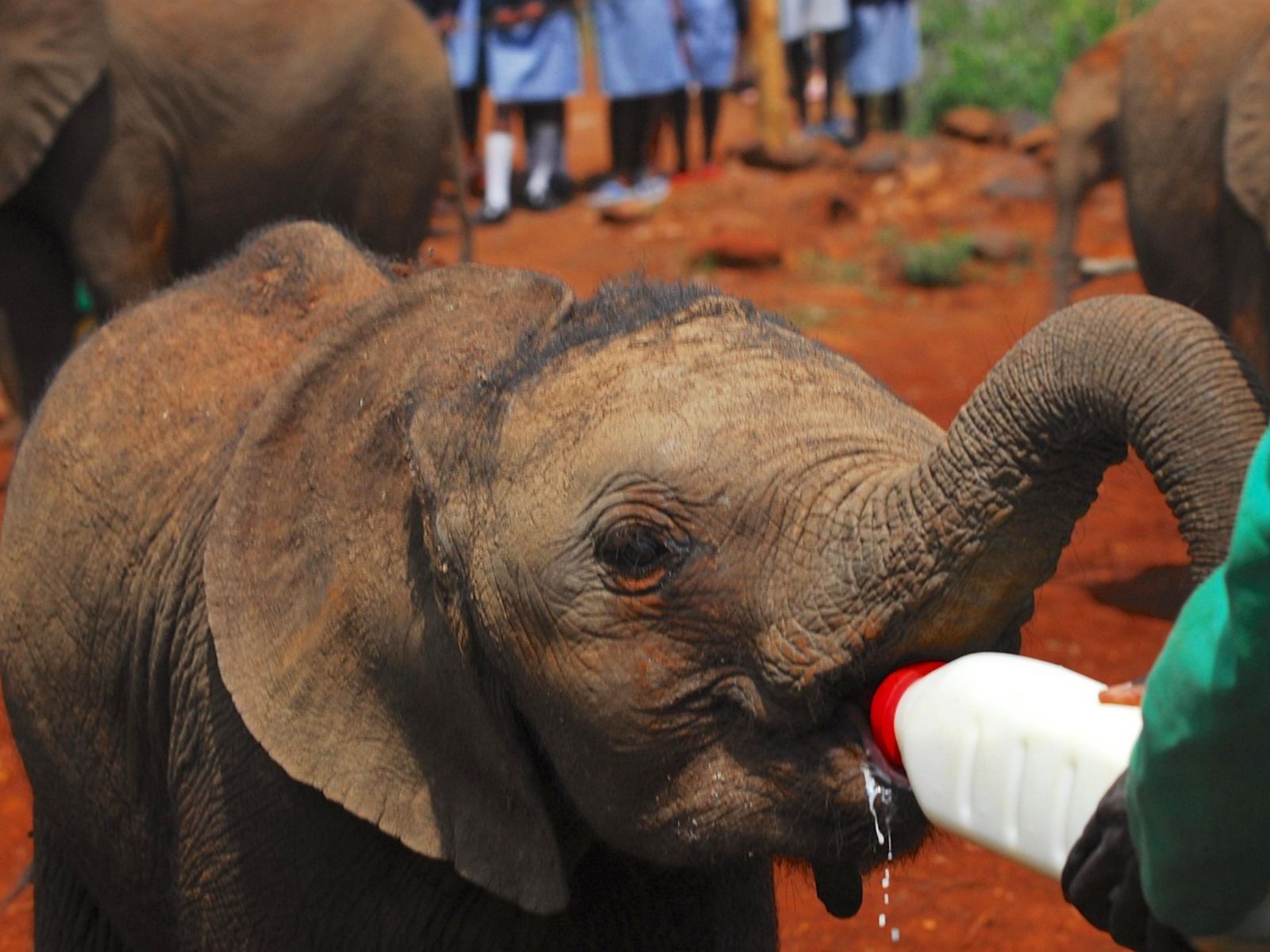 Rondreis Kenia, Samburu, excursie bezoek aan Reteti Elephant Orphanage, olifant die de fles krijgt