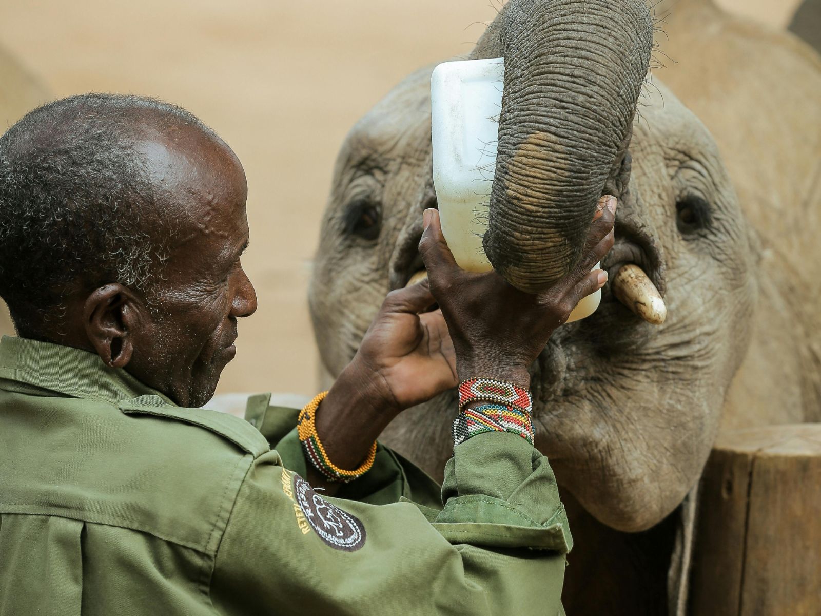 Rondreis Kenia, Samburu, excursie bezoek aan Reteti Elephant Orphanage, verzorgen die olifant de fles geeft