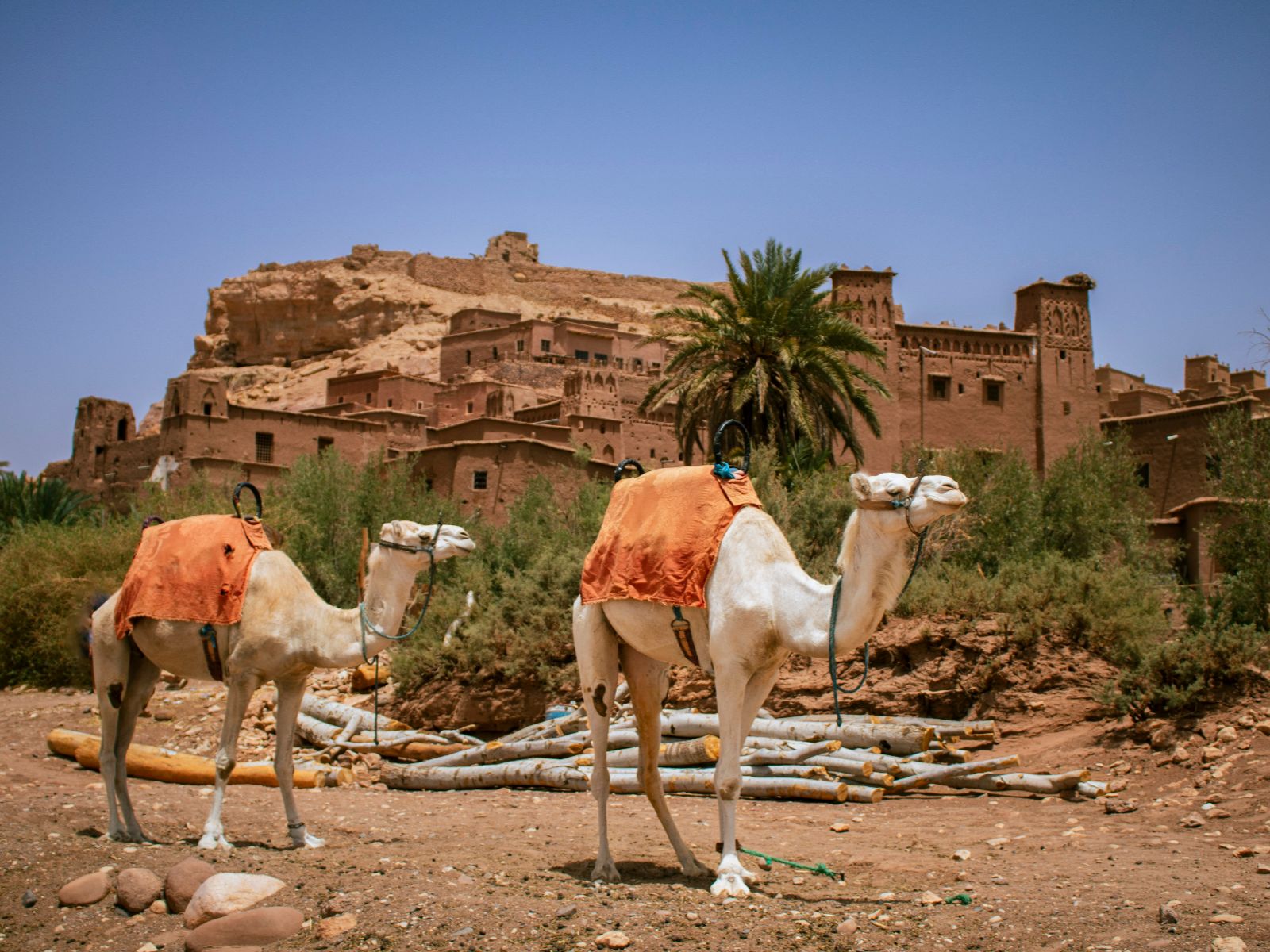 Rondreis Marokko, Aït Ben Haddou, kamelen voor een gebouw