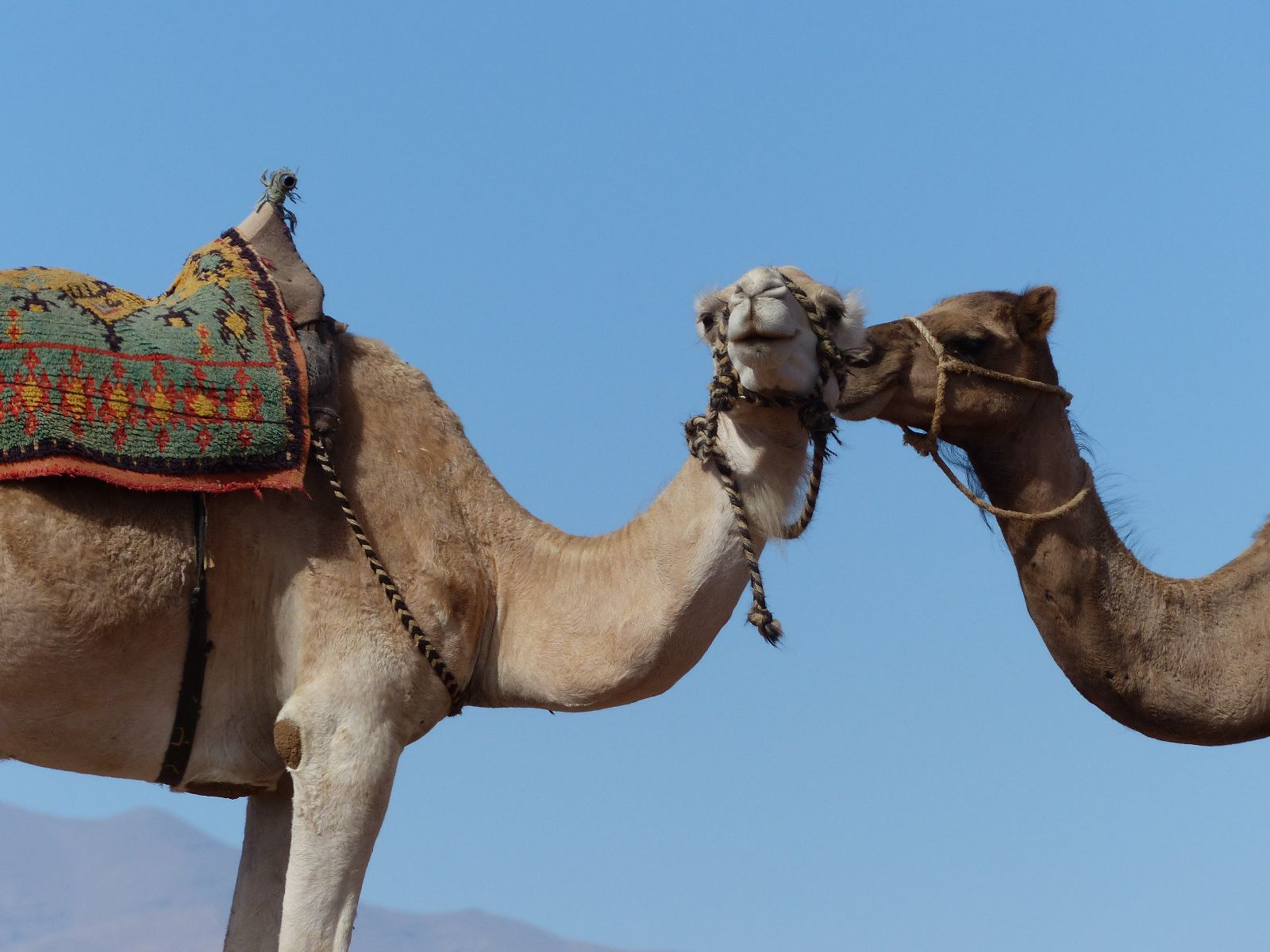 Rondreis Marokko, Aït Ben Haddou, kamelen