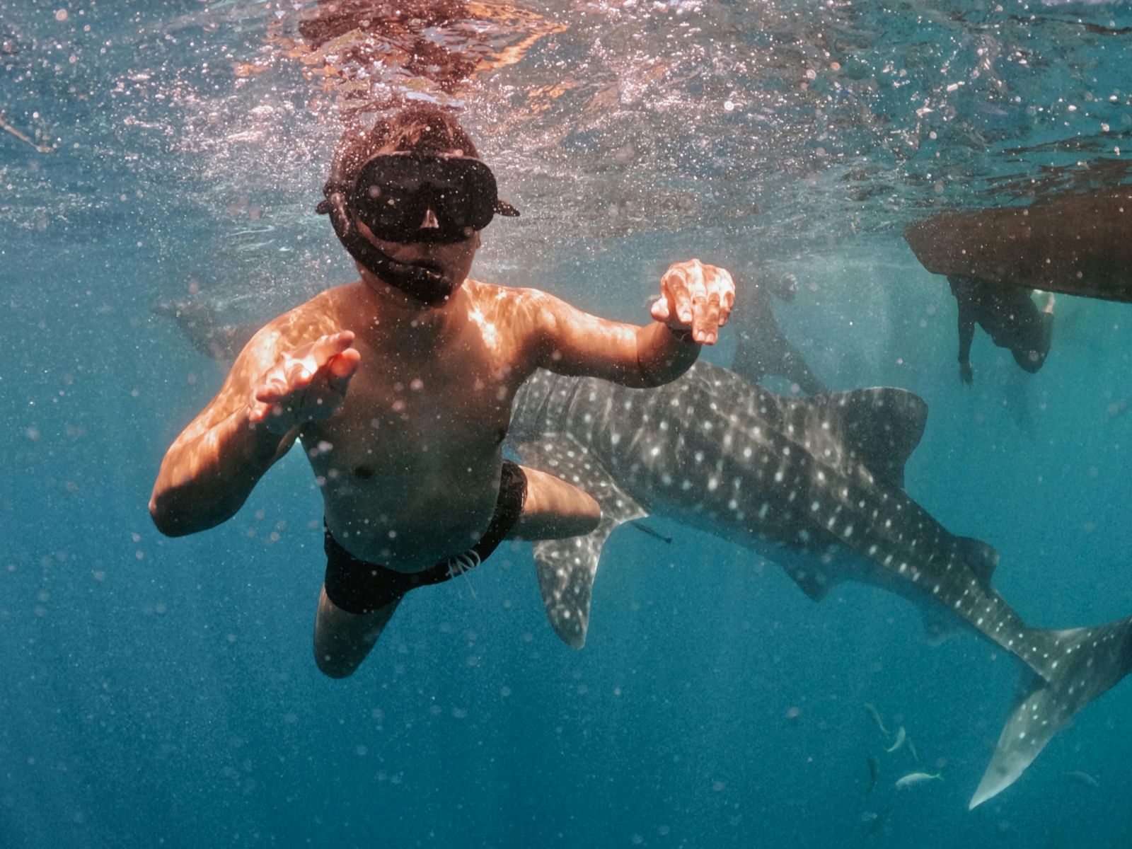 Rondreis Mexico, Isla Holbox - Tulum - Isla Mujeres - Puerto del Carmen - Cancun, Excursie zwemmen met walvishaaien, snorkelaar met walvishaai op de achtergrond