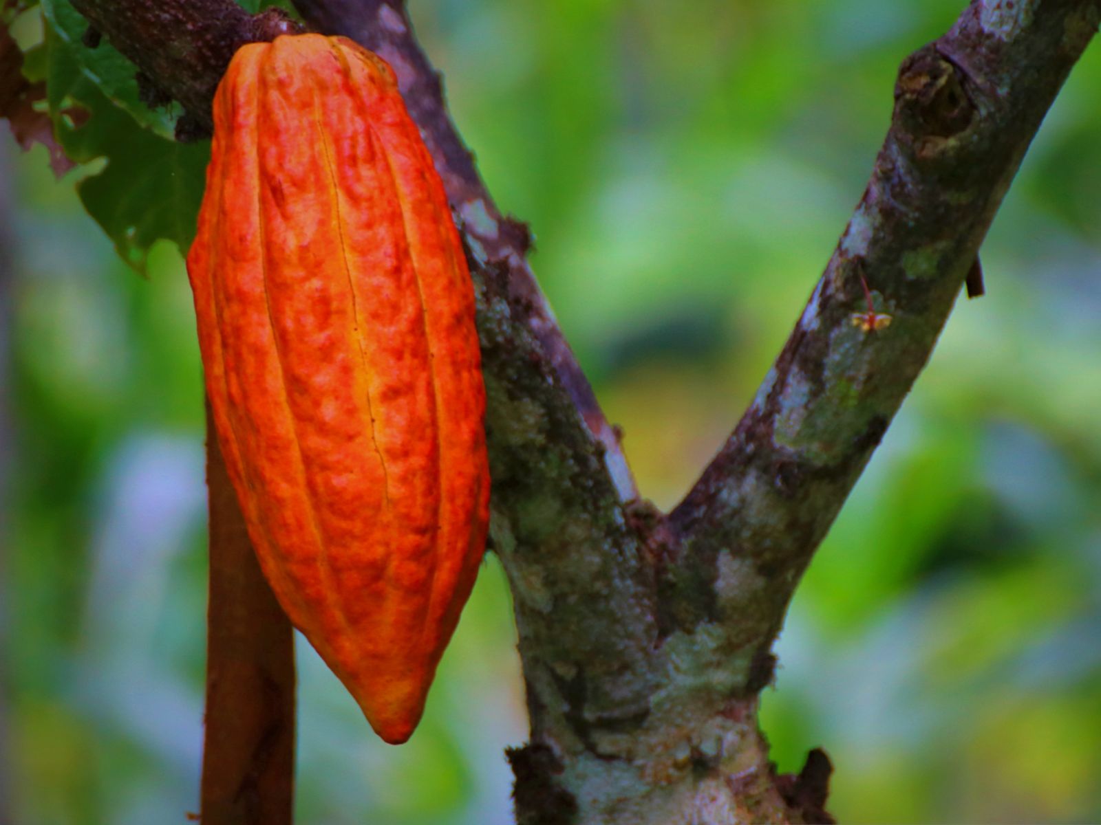 Rondreis Mexico, San Cristobal, Cacao workshop van boon tot reep, cacao pod in de boom