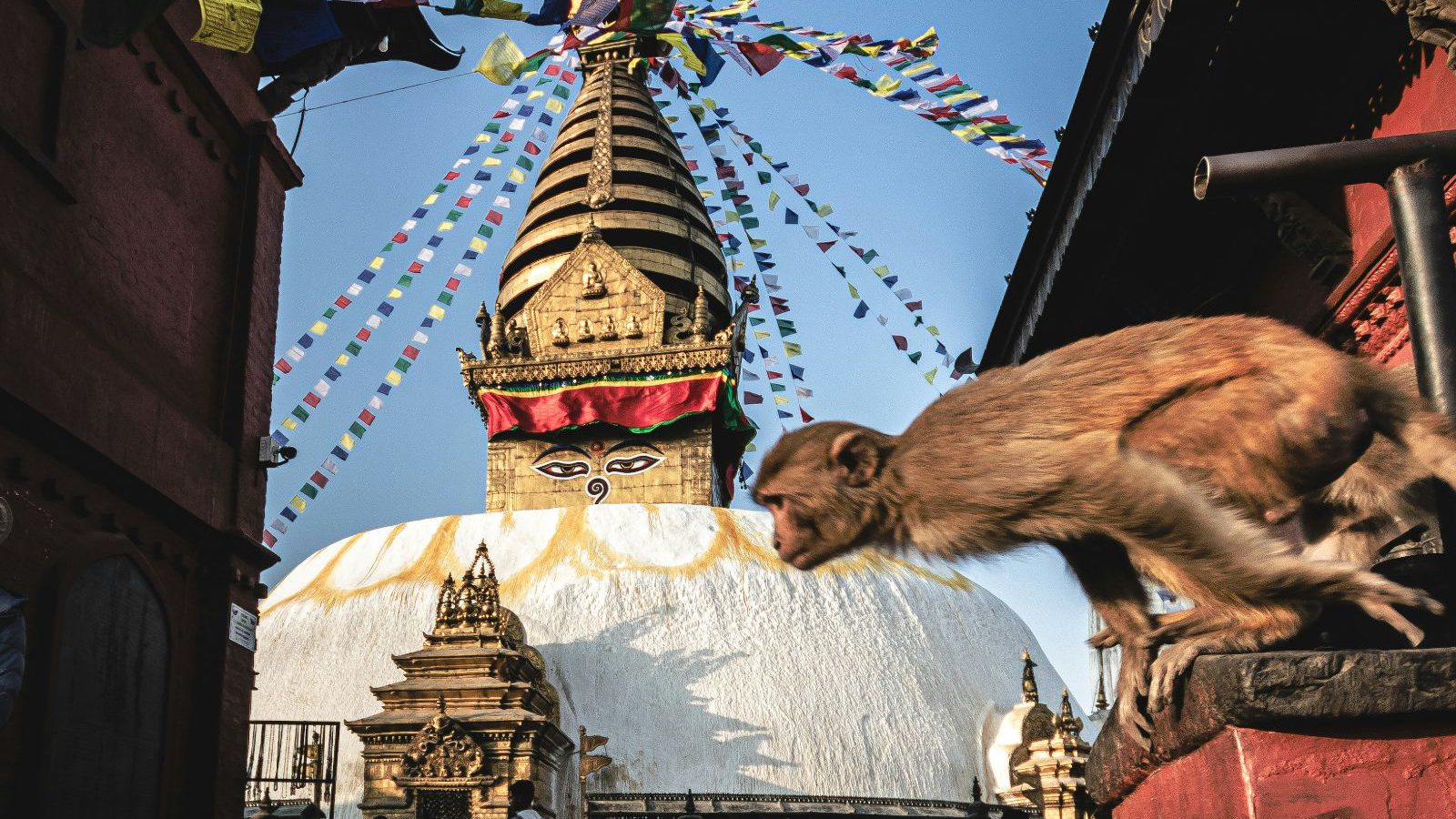 Rondreis Nepal, Kathmandu Vallei, Aapje bij de monkey temple