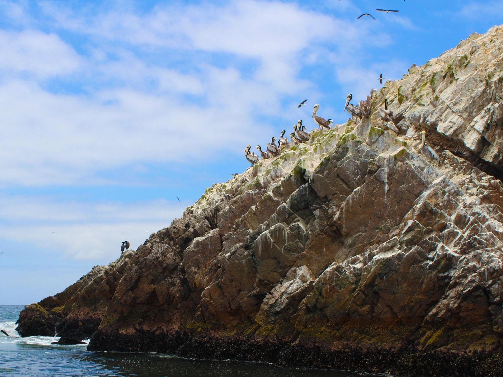 Rondreis Peru, Ica, excursie natuur en wildlife Ballestas eilanden, pelikanen