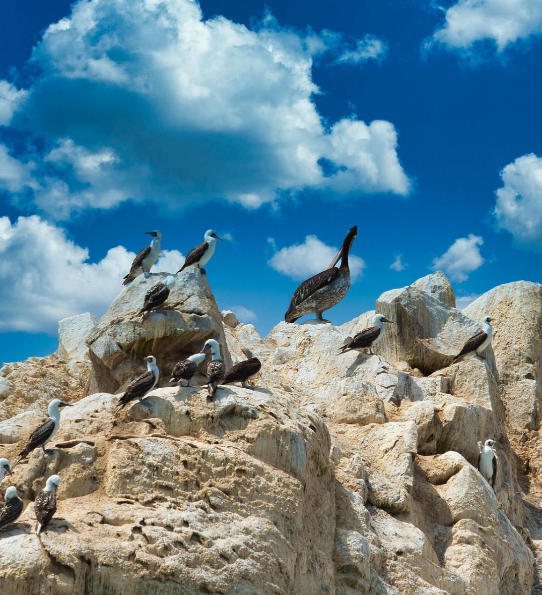 Rondreis Peru, Ica, excursie natuur en wildlife Ballestas eilanden, vogels op rotsen