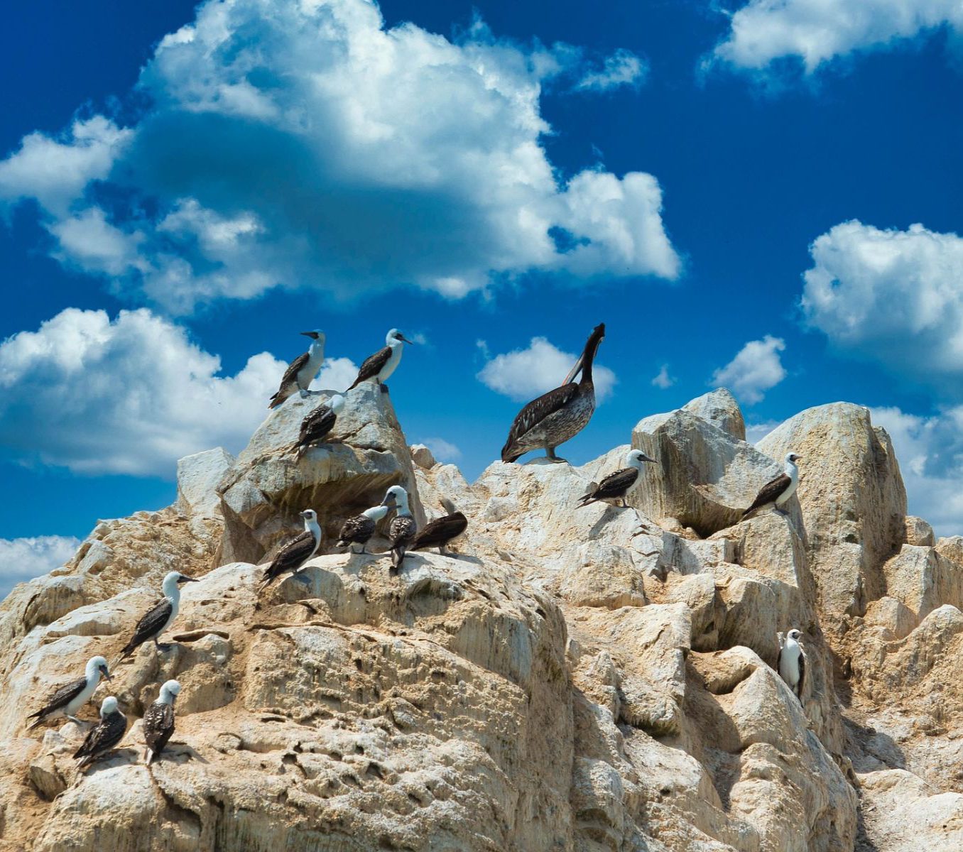 Rondreis Peru, Ica, excursie natuur en wildlife Ballestas eilanden, vogels op rotsen