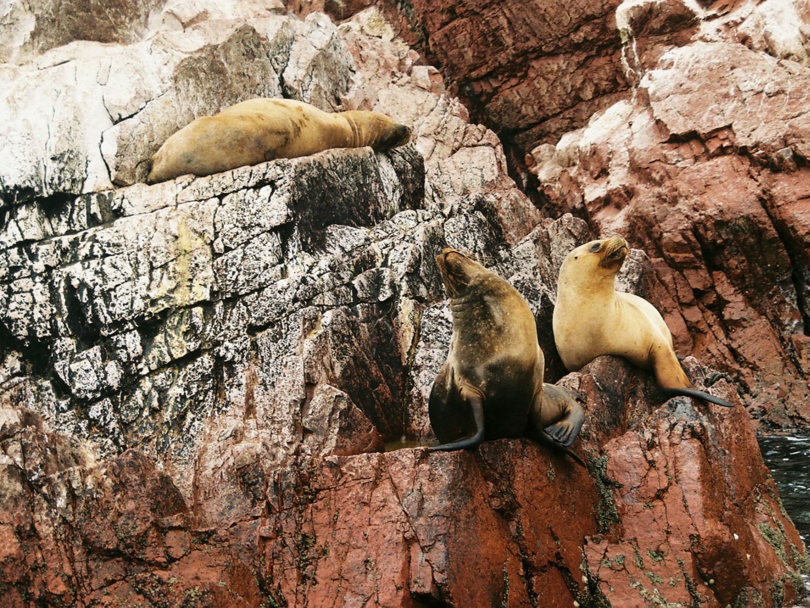 Rondreis Peru, Ica, excursie natuur en wildlife Ballestas eilanden, zeeleeuwen op de rotsen