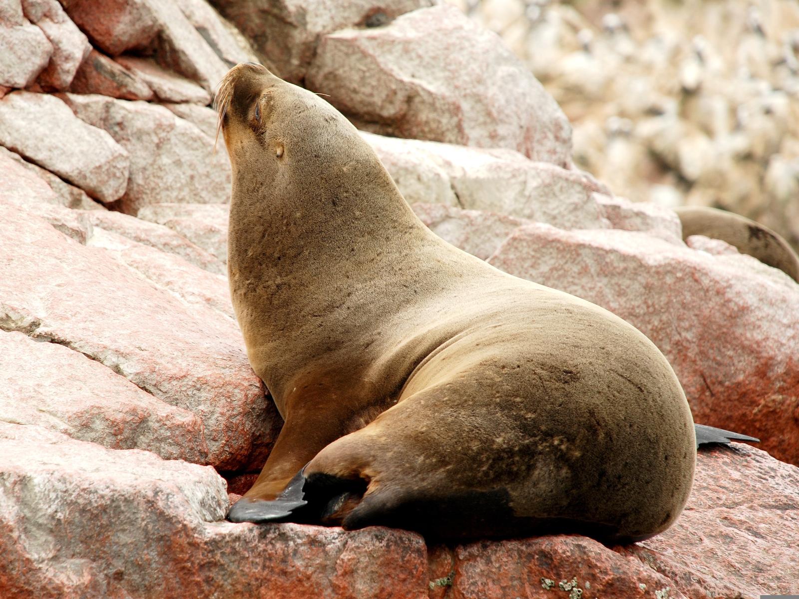 rondreis peru - paracas en ballestas eilanden - zeeleeuw
