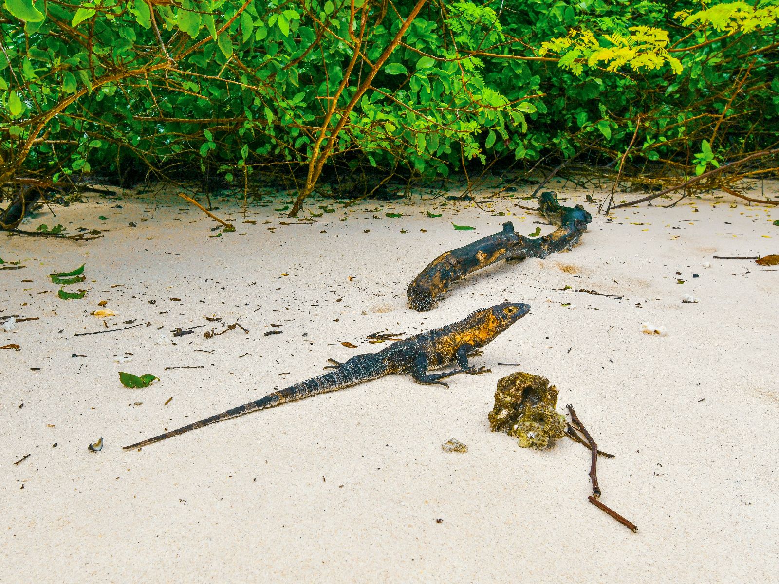 Rondreis Panama, Azuero, Iguana-eiland snorkelen en strand, leguanen op het strand