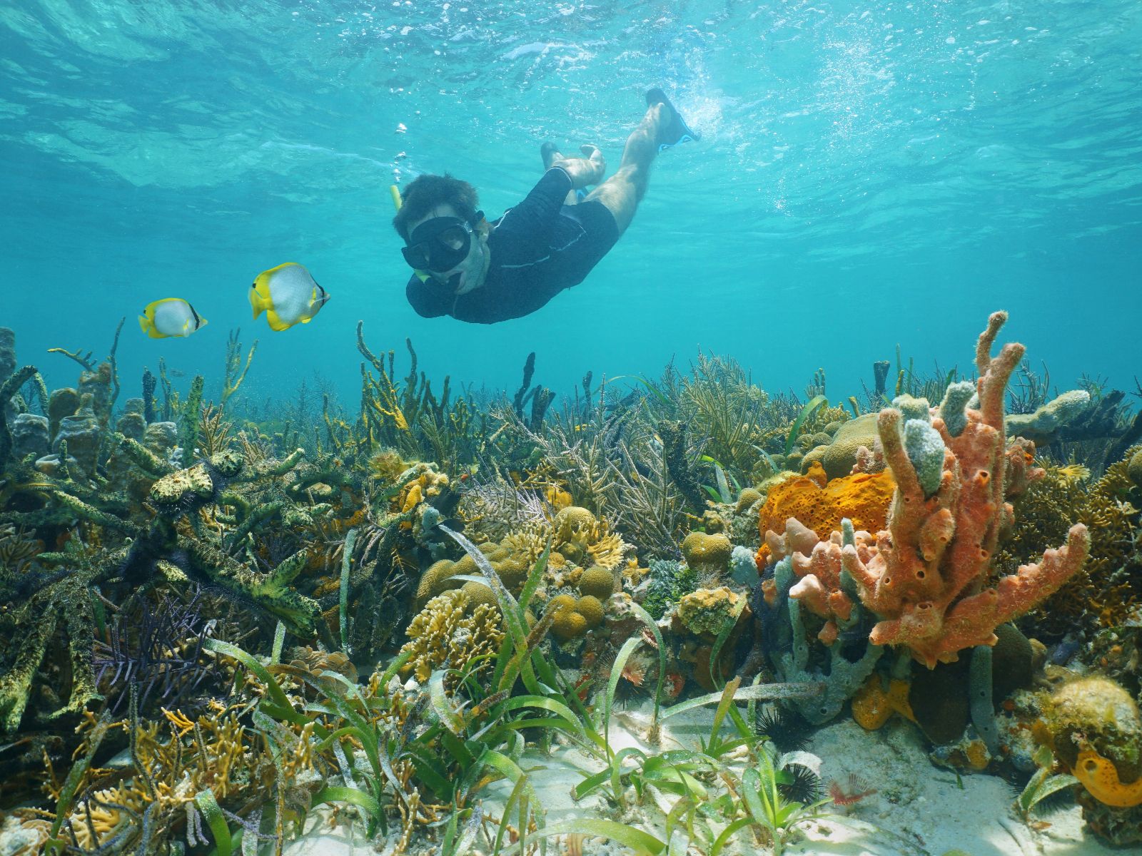 Rondreis Panama, Azuero, Iguana-eiland snorkelen en strand, snorkelaar
