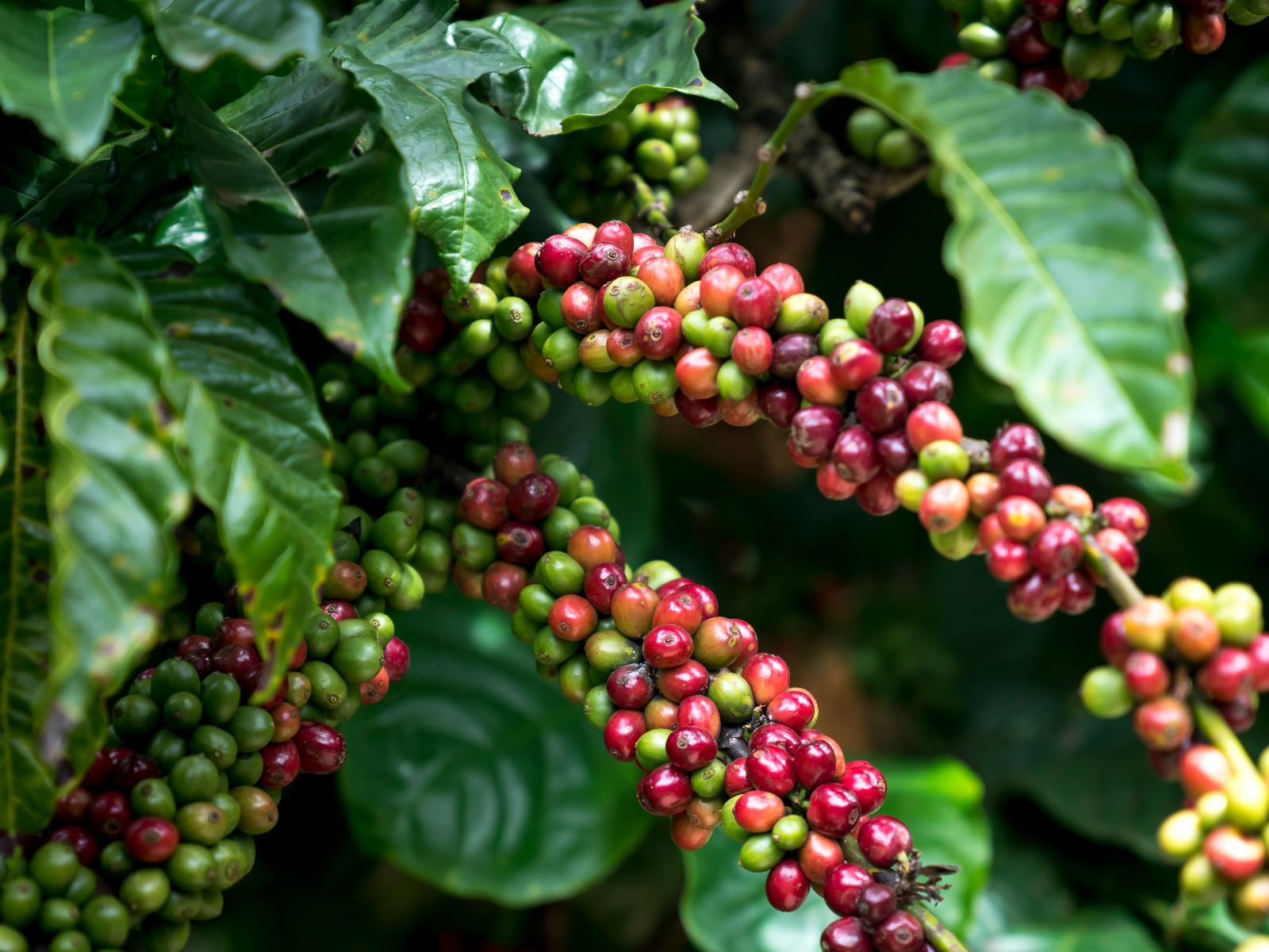 Rondreis Panama, Boquete, Bezoek aan een lokale koffieplantage, koffieplant