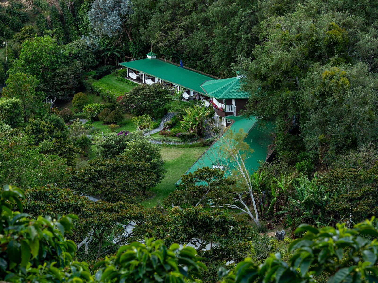 Rondreis Panama, Boquete, Bezoek aan een lokale koffieplantage, koffieplantage
