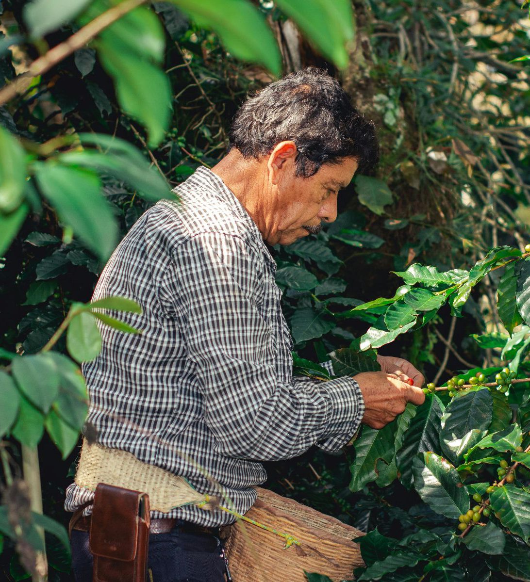 Rondreis Panama, Boquete, Bezoek aan een lokale koffieplantage, man die koffie vruchten aan het plukken is