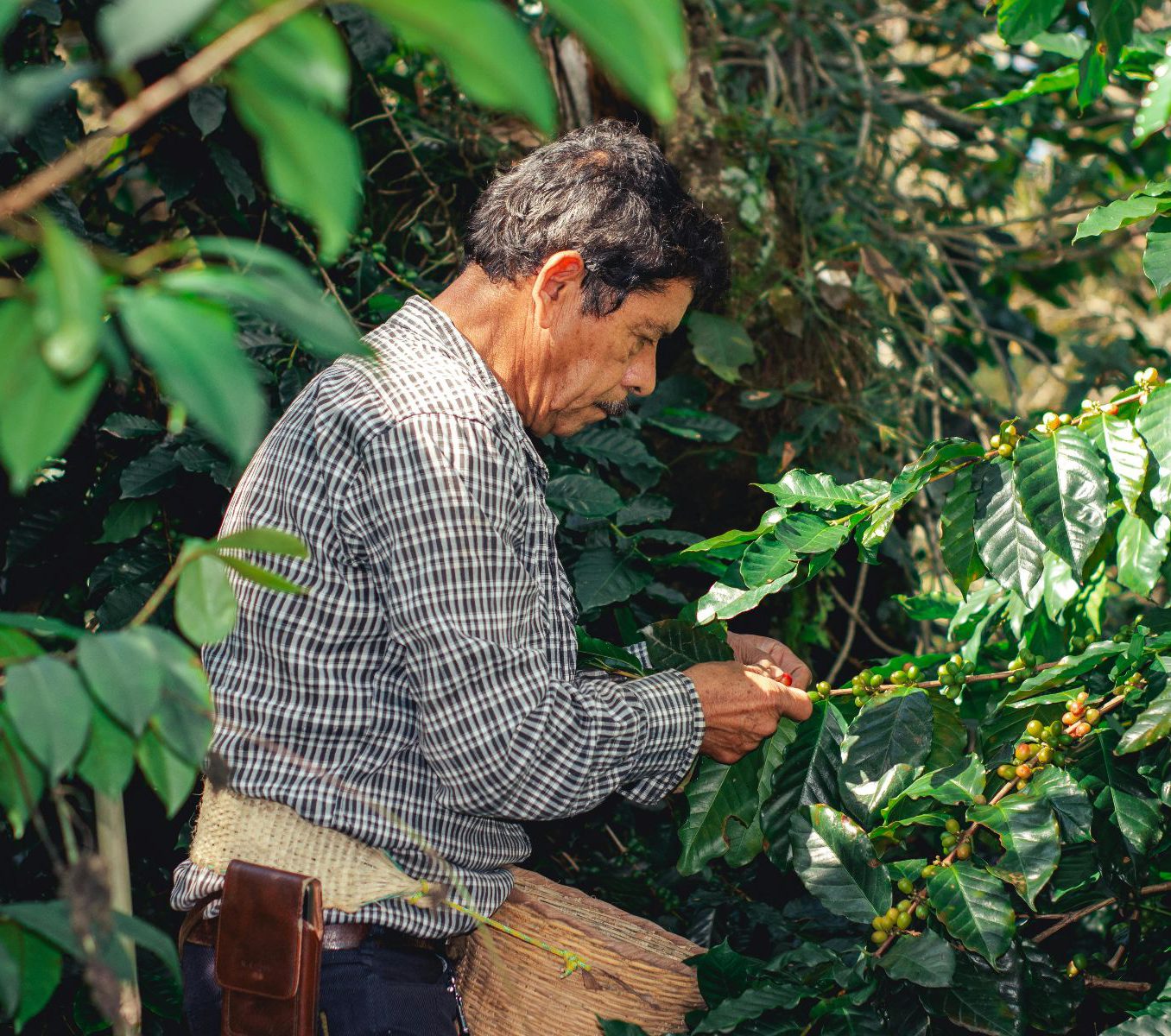 Rondreis Panama, Boquete, Bezoek aan een lokale koffieplantage, man die koffie vruchten aan het plukken is