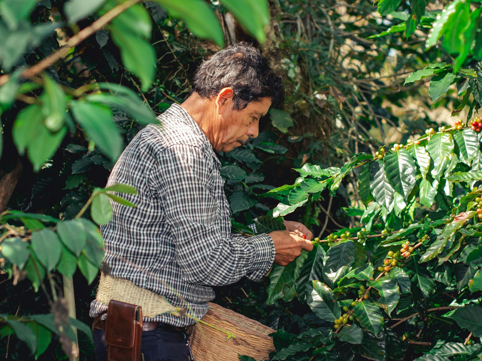 Rondreis Panama, Boquete, Bezoek aan een lokale koffieplantage, man die koffie vruchten aan het plukken is