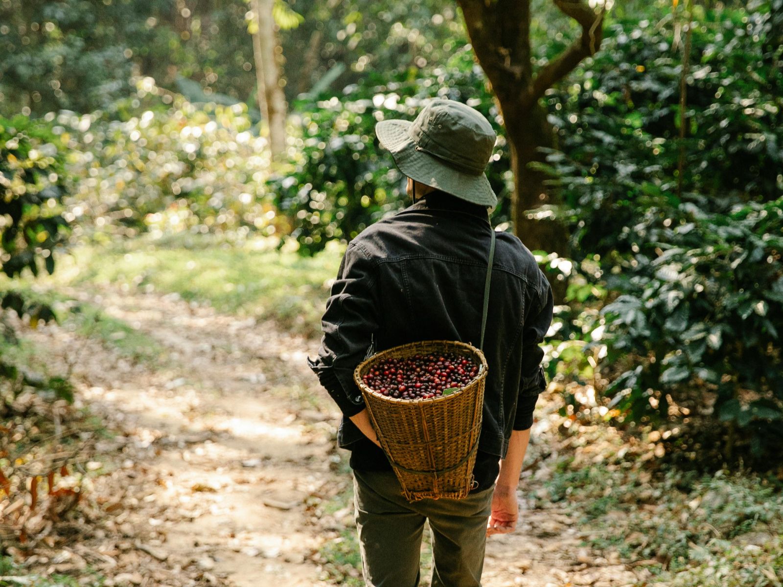 Rondreis Panama, Boquete, Bezoek aan een lokale koffieplantage, man die met een mand koffiebonen loopt