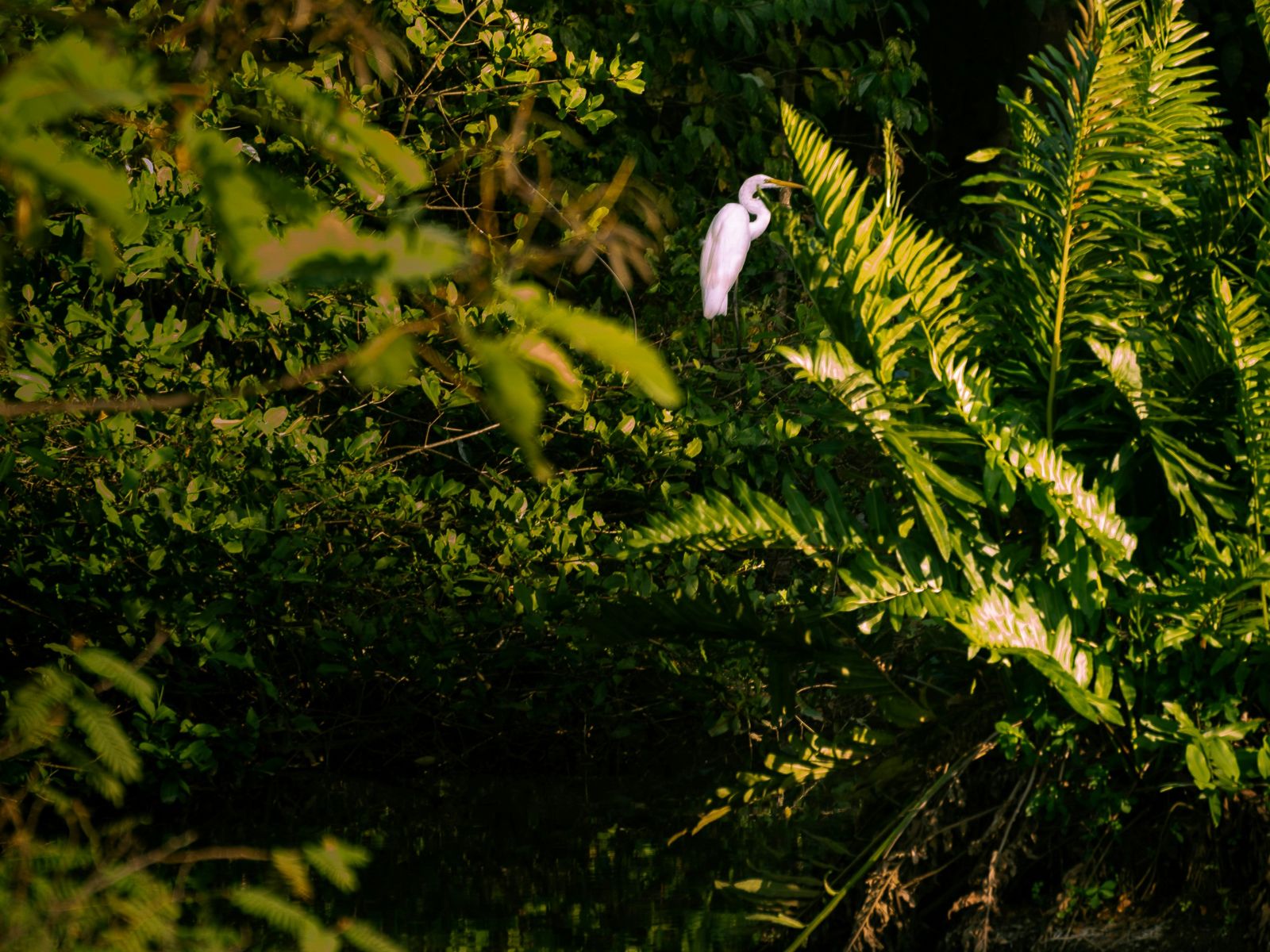 Rondreis Panama, Portabelo, Kajakken door de mangroves van Portabelo, vogel in de bomen