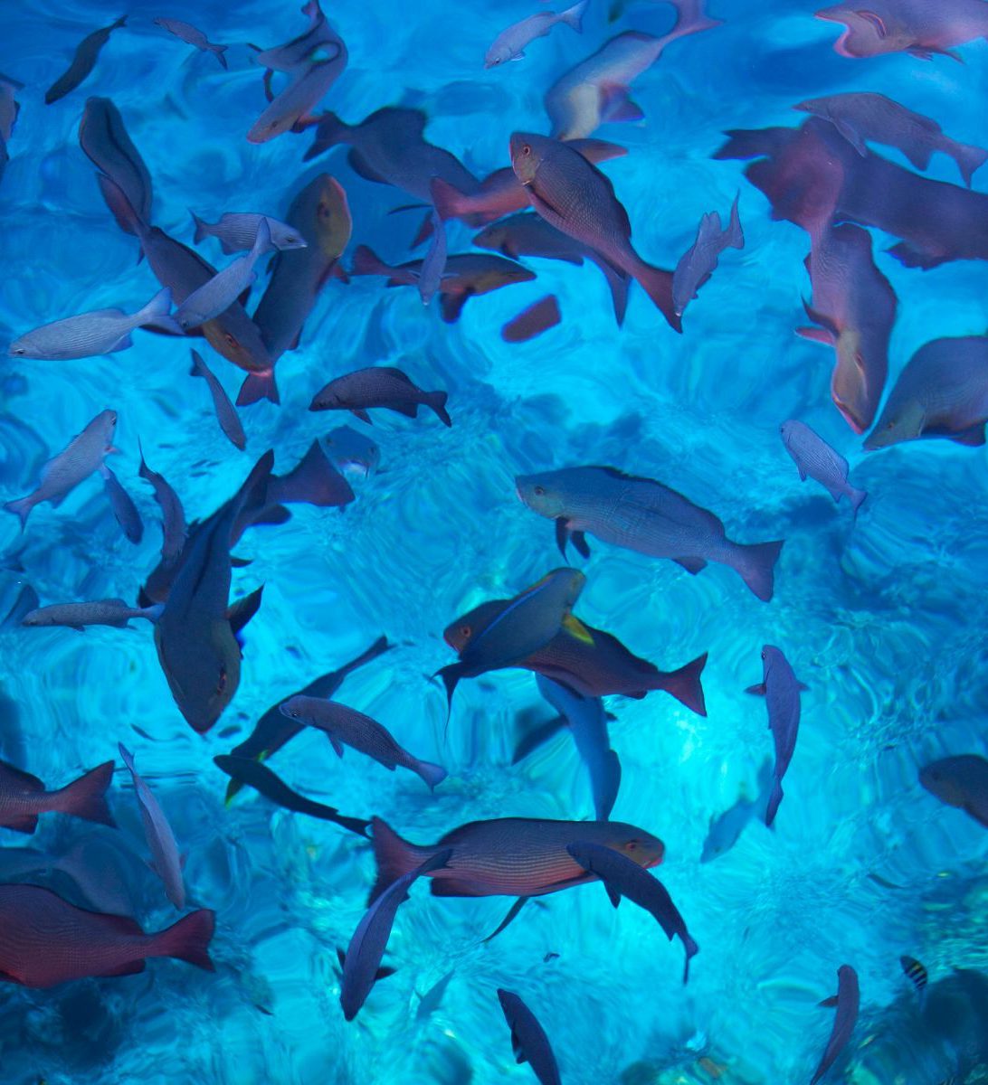 Rondreis Panama, Santa Catalina, Snorkelen in Coiba National Park, vissen