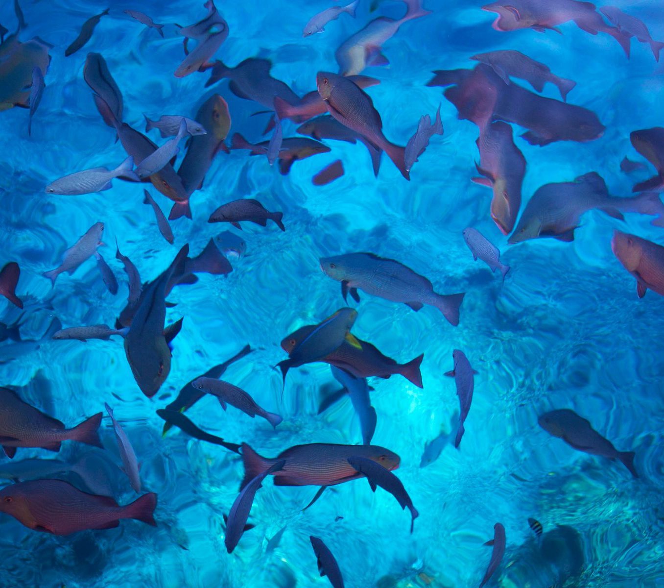 Rondreis Panama, Santa Catalina, Snorkelen in Coiba National Park, vissen