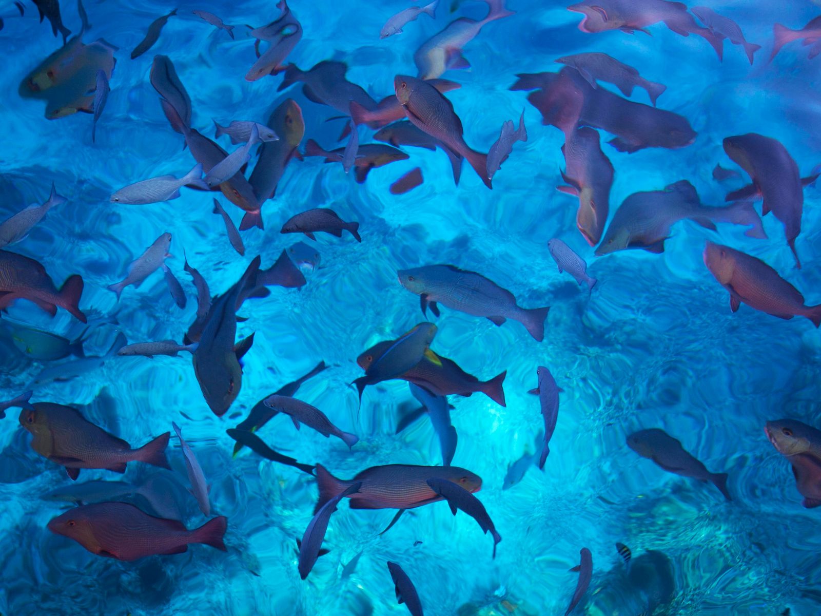 Rondreis Panama, Santa Catalina, Snorkelen in Coiba National Park, vissen