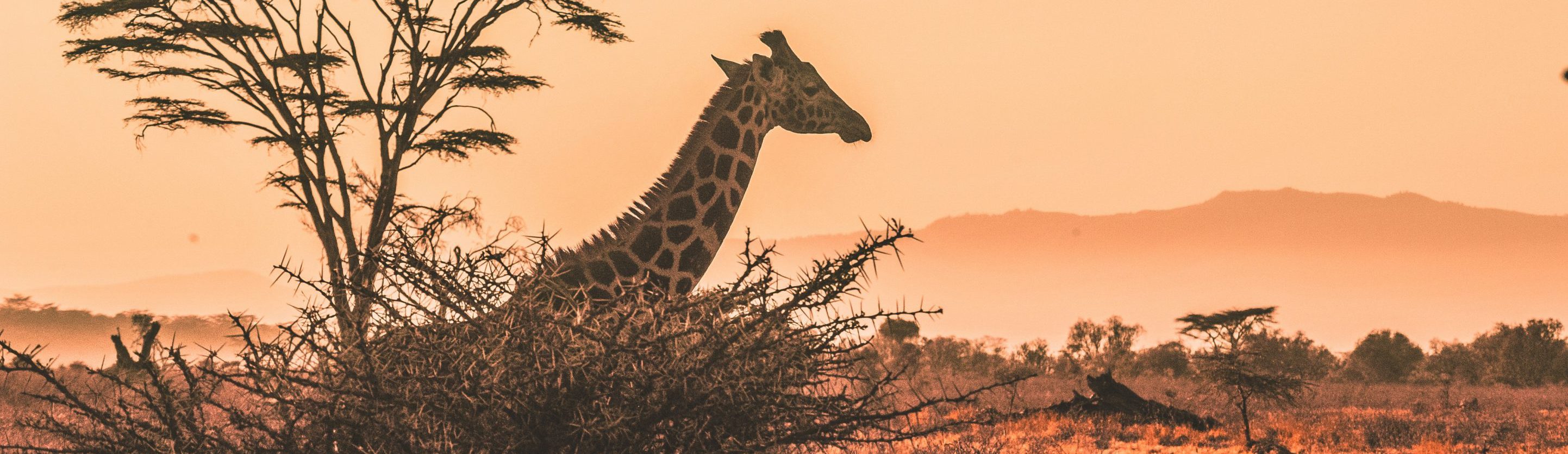 Kenia-Serengeti-National-Park-giraffe