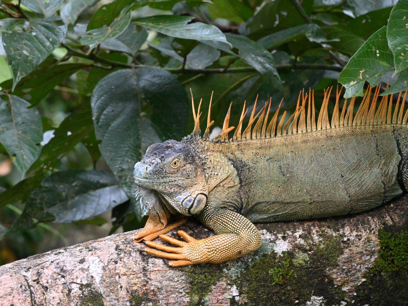 Rondreis Costa Rica, Sarapiqui, leguaan