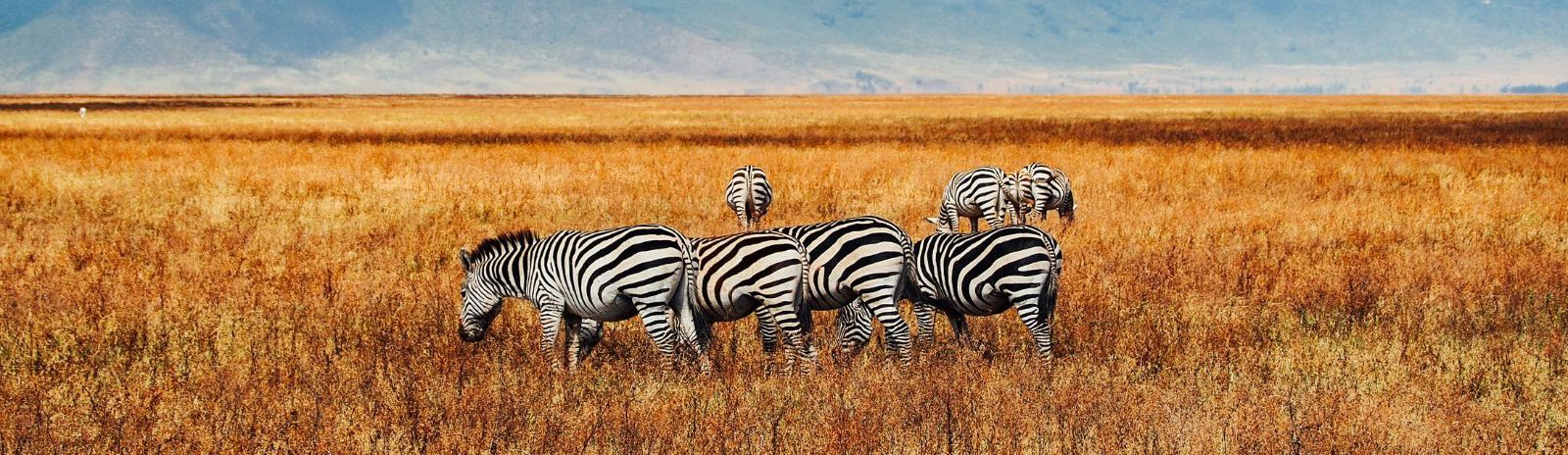 Rondreis-Tanzania-Ngorongoro-Crater-kudde-zebras-in-het-hoge-gras