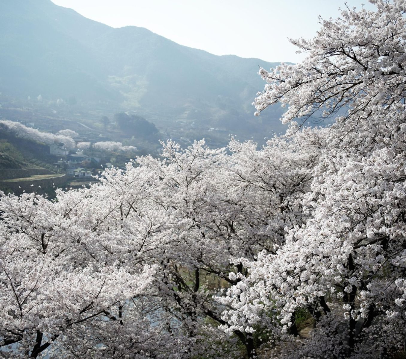 Rondreis Zuid-Korea, Jirisan National Park, kersenbloesem voorjaar