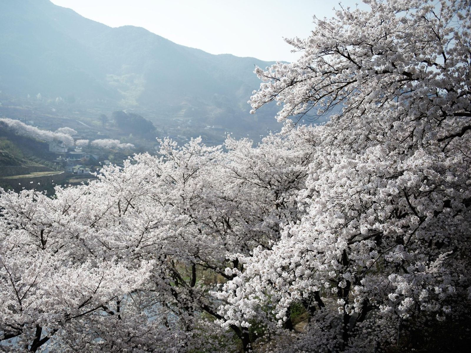 Rondreis Zuid-Korea, Jirisan National Park, kersenbloesem voorjaar