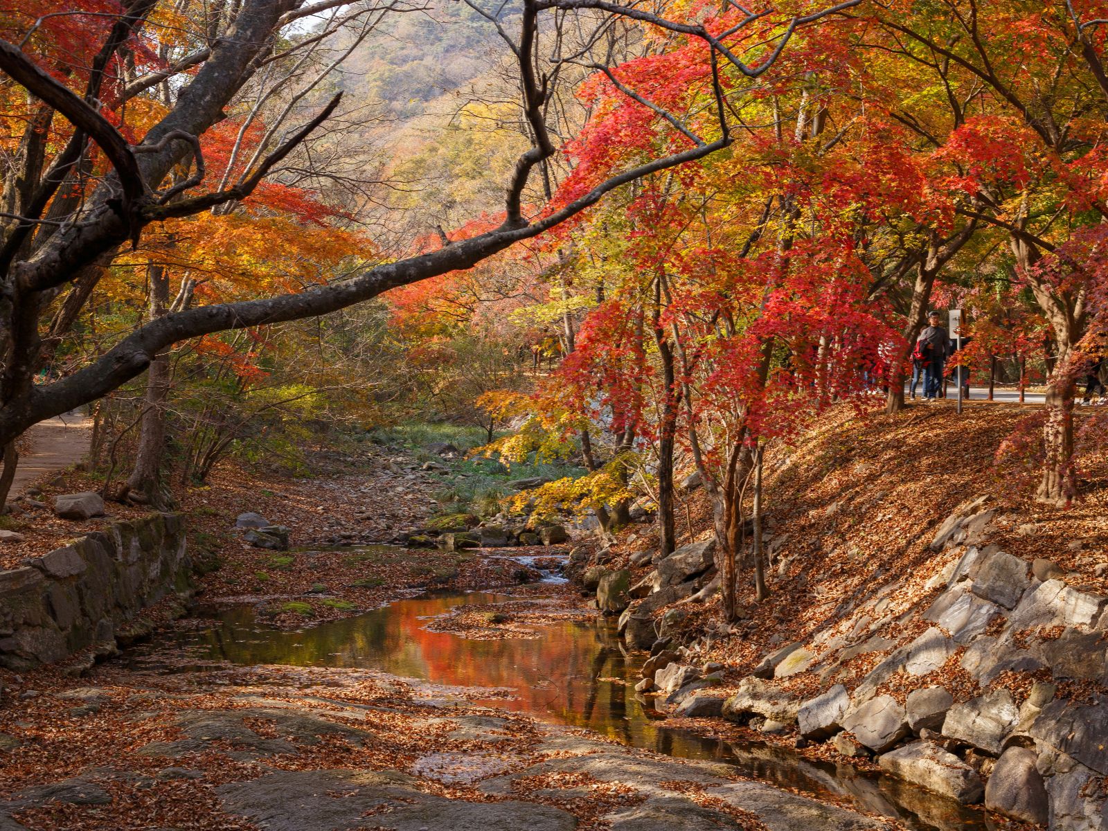 Rondreis Zuid-Korea, Naejangsan National Park, river met bomen in herfstkleuren