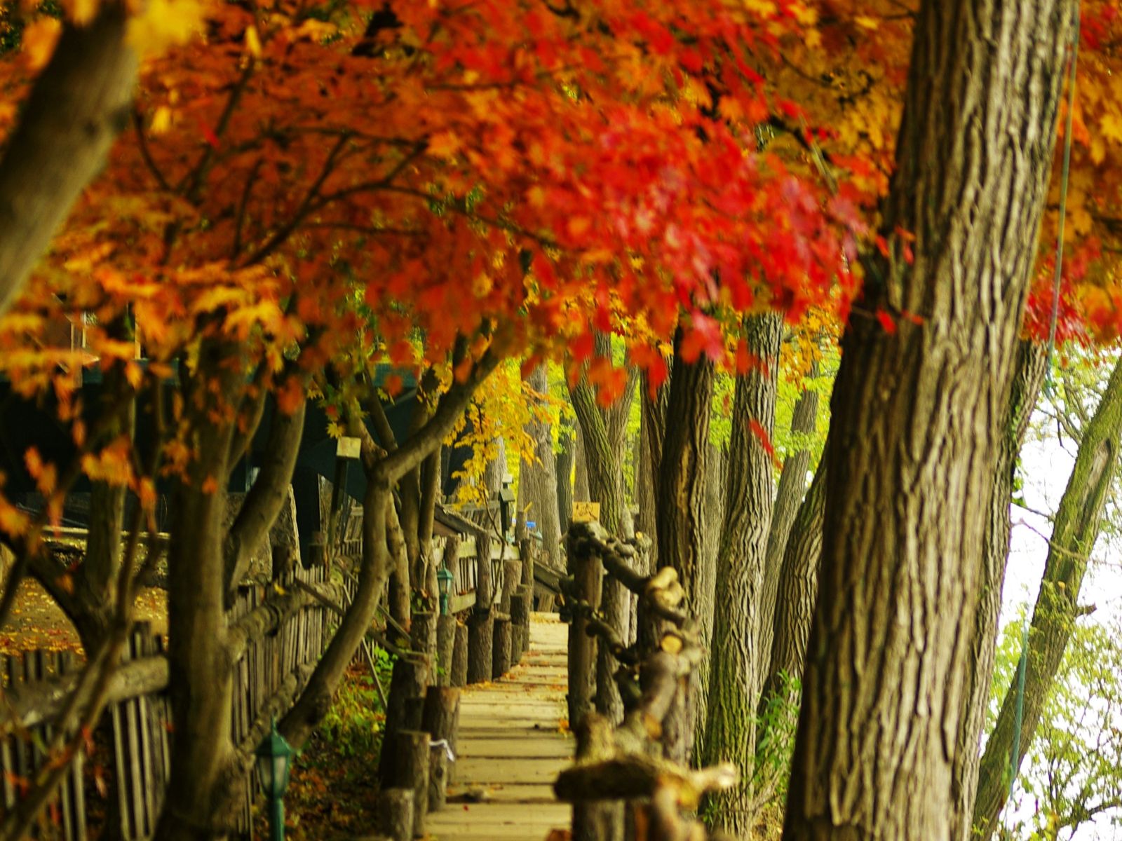 Rondreis Zuid-Korea, Nami Island, Wandelpad door herfstbomen