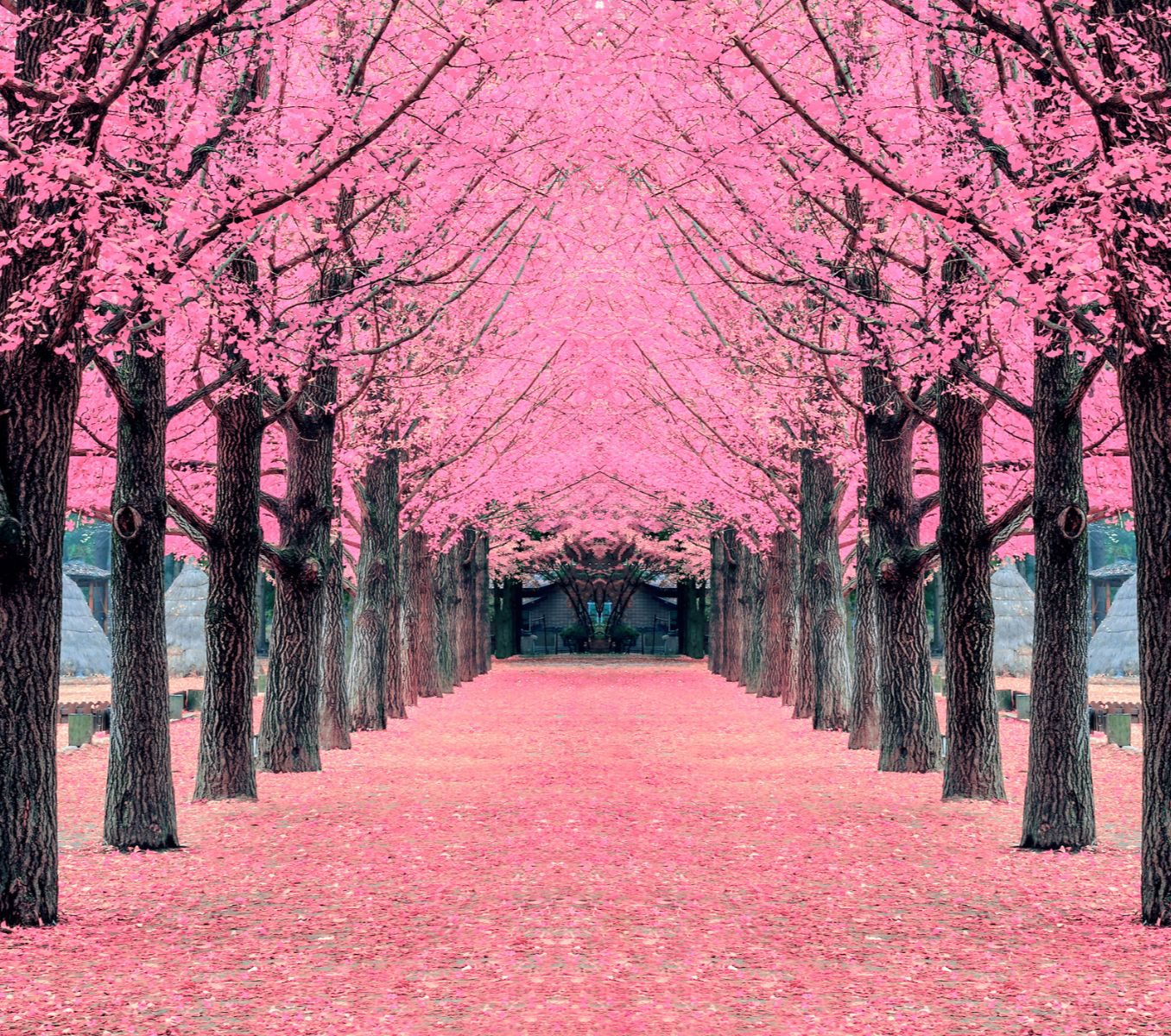 Rondreis Zuid-Korea, Nami Island, bomen met roze bloesem
