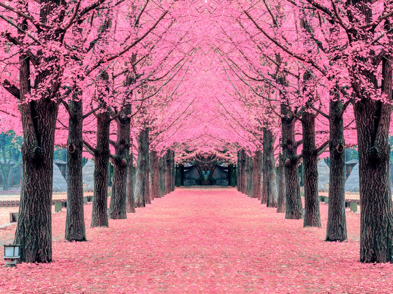 Rondreis Zuid-Korea, Nami Island, bomen met roze bloesem