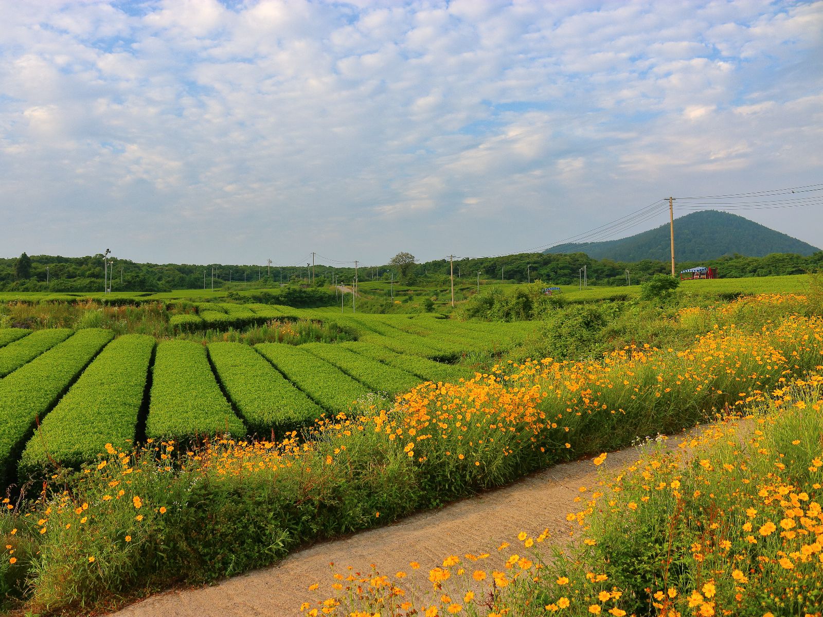 Rondreis Zuid-Korea, excursie Jeju Island westkust, O'sulloc Green Tea Fields, groene thee velden met bloemen