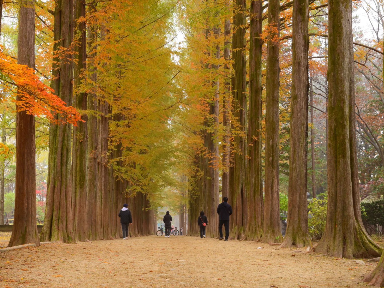 Rondreis Zuid-Korea, excursie Nami Island Tour, bos met wandelaars