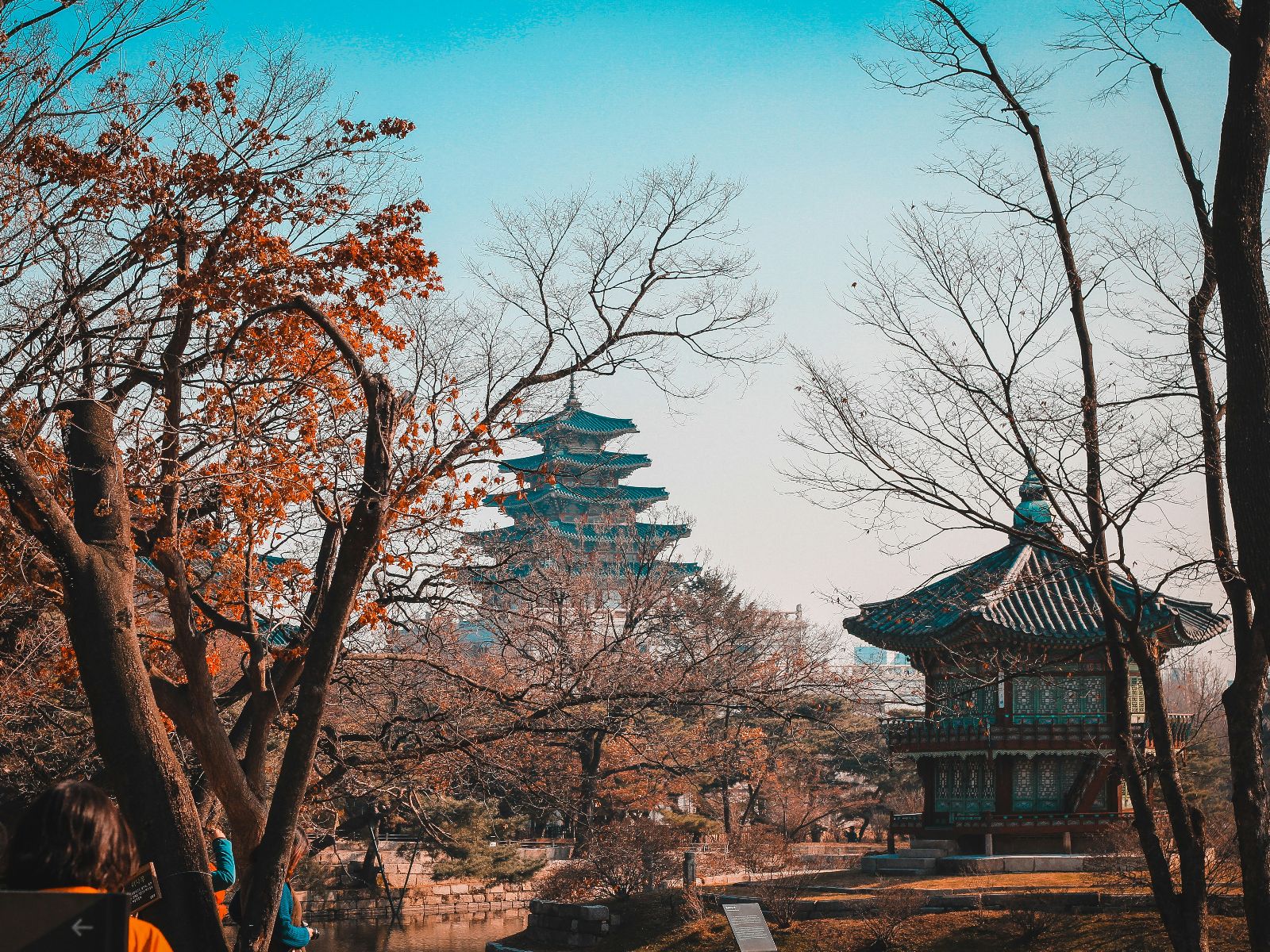 Rondreis Zuid-Korea, excursie privé stadstour op maat, Seoul, bomen in de herfst