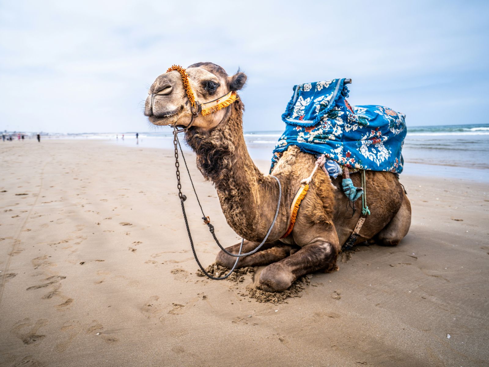 Rondreis Marokko, Agadir, kameel op strand