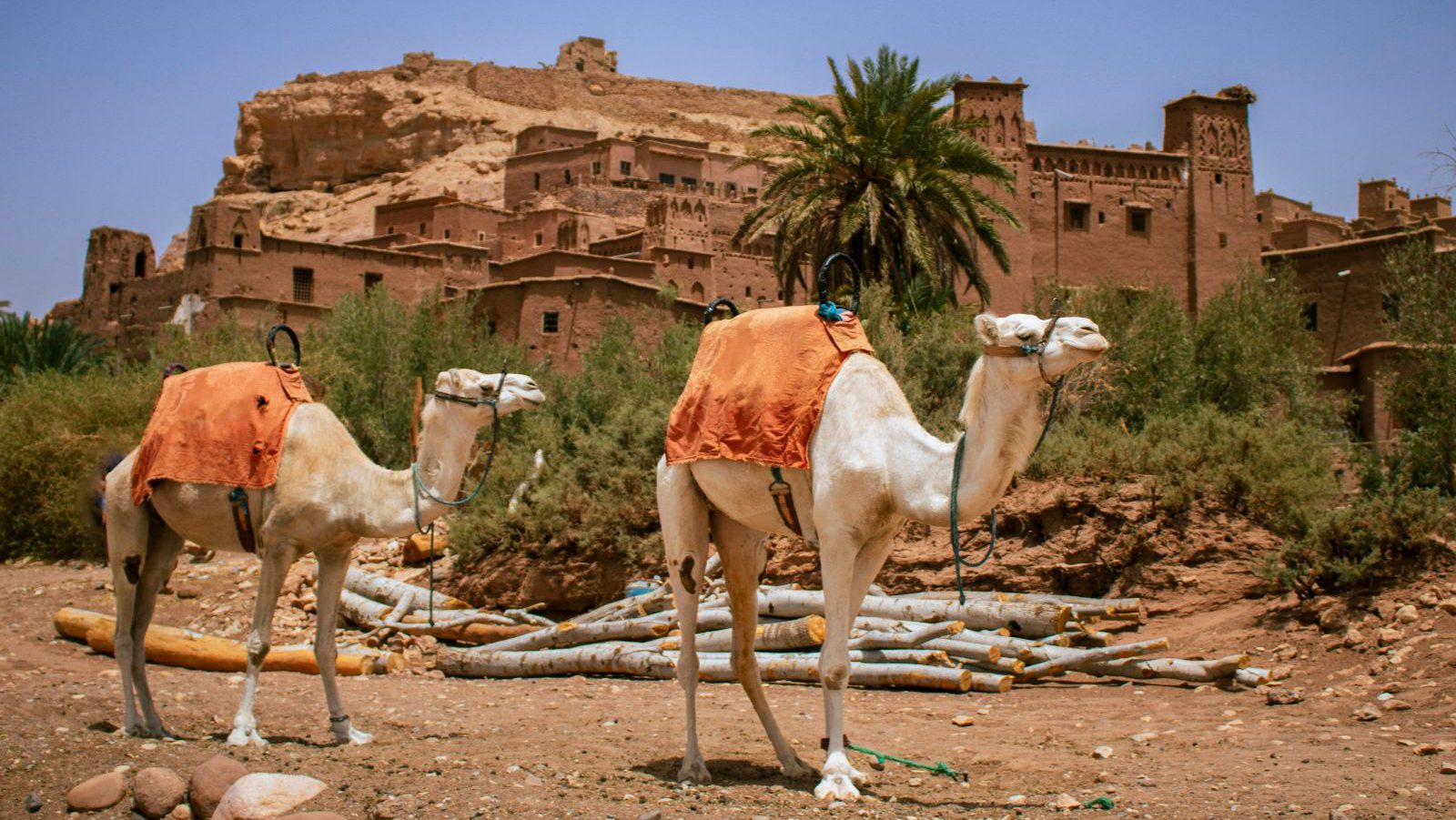 Rondreis Marokko, Aït Ben Haddou, kamelen voor een gebouw