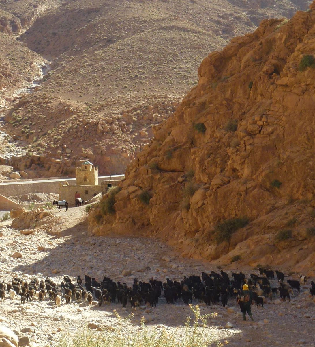 Rondreis Marokko, Dades Vallei, excursie canyon hike, schapenherder