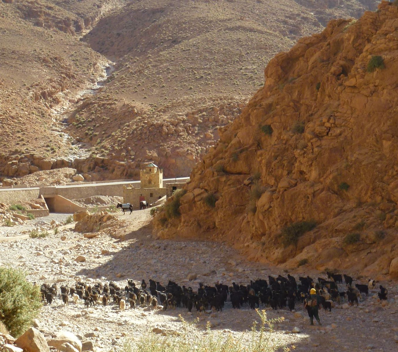 Rondreis Marokko, Dades Vallei, excursie canyon hike, schapenherder