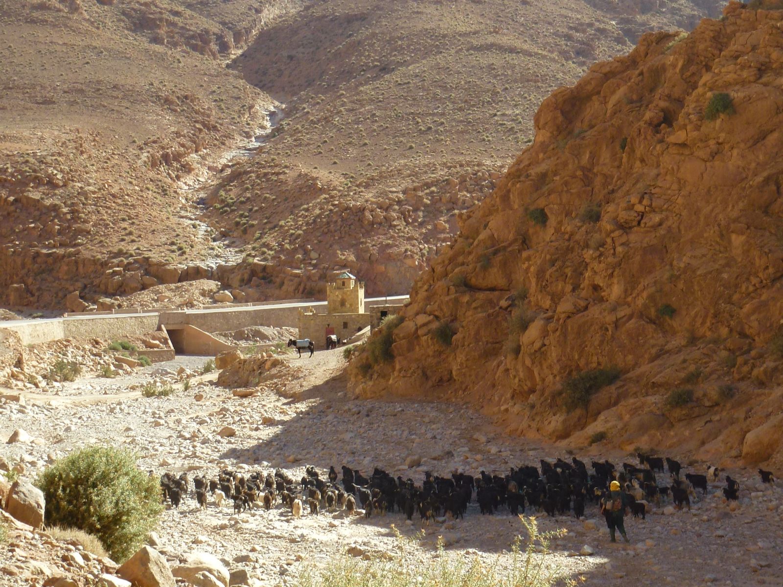 Rondreis Marokko, Dades Vallei, excursie canyon hike, schapenherder
