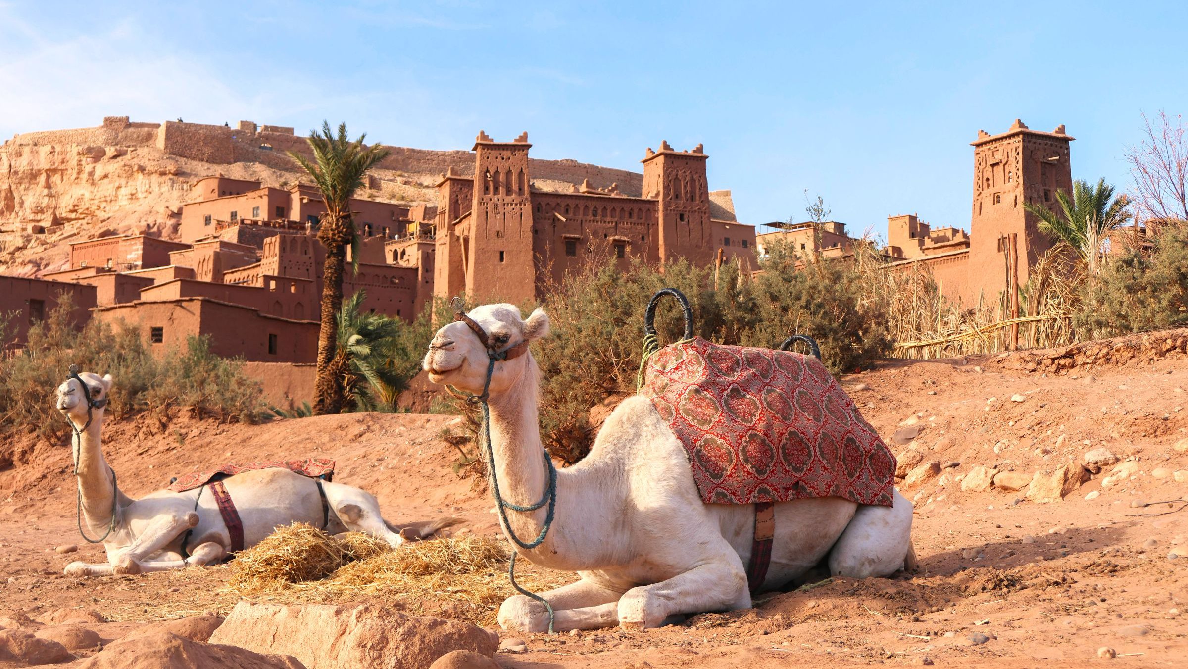 Rondreis Marokko, kasbah Aït Ben Haddou met dromedarissen op voorgrond