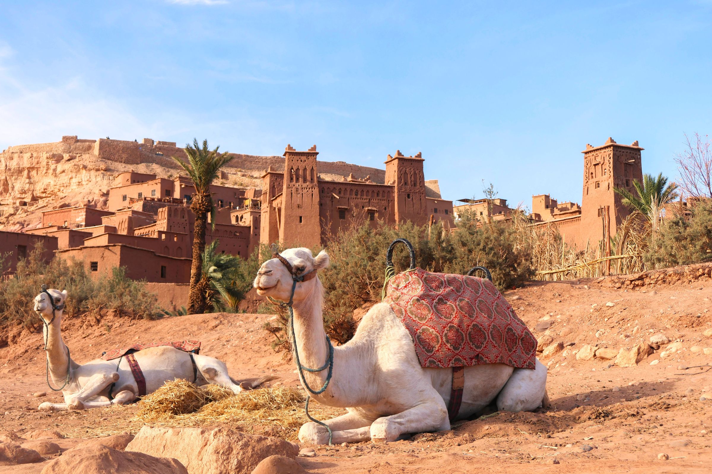 Rondreis Marokko, kasbah Aït Ben Haddou met dromedarissen op voorgrond