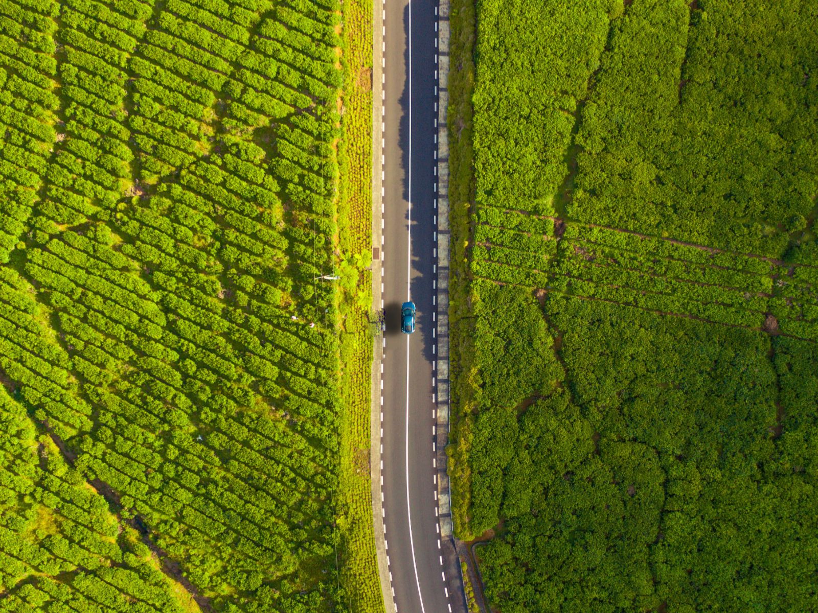 Rondreis Mauritius, Bois Cheri, weg tussen groen, MTPA