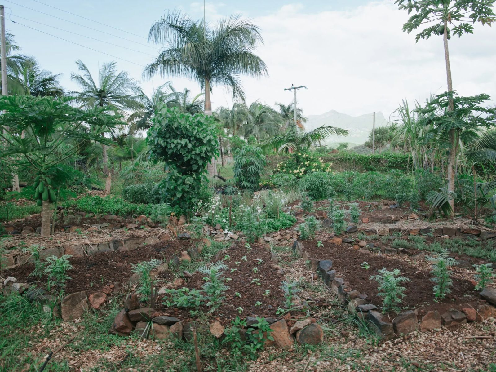 Rondreis Mauritius, Chamarel, La Vieille Cheminee, tuin